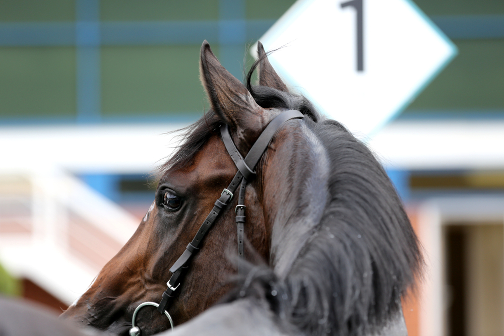 dark brown racehorse